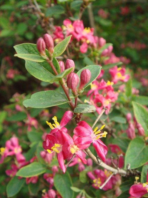 Lonicera korolkowii var. zabeli fleur P17